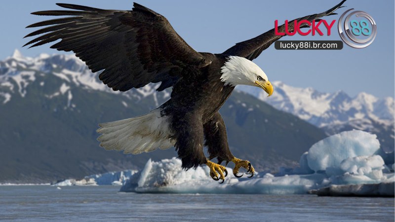 Mơ Thấy Chim Đại Bàng 