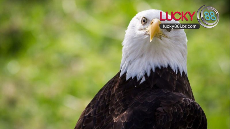 Mơ Thấy Chim Đại Bàng