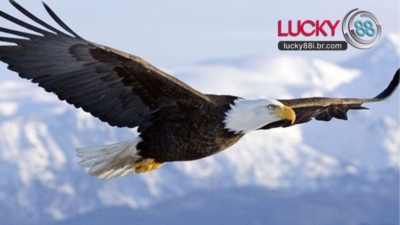 Mơ ThấyMơ Thấy Chim Đại Bàng Chim Đại Bàng 